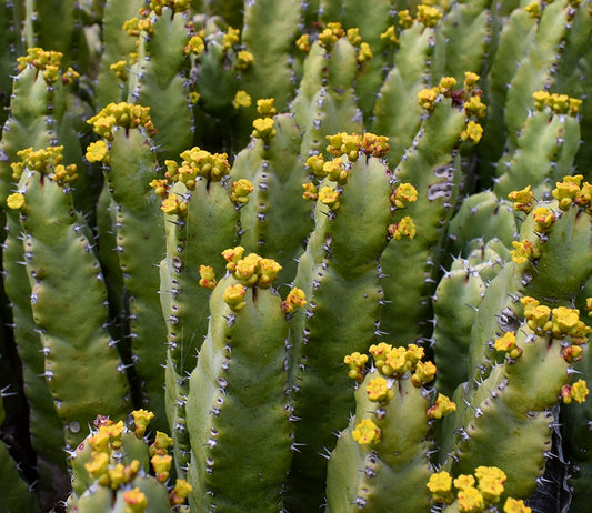 Euphorbia resinifera succulent cactus with green stems and small yellow flowers blooming