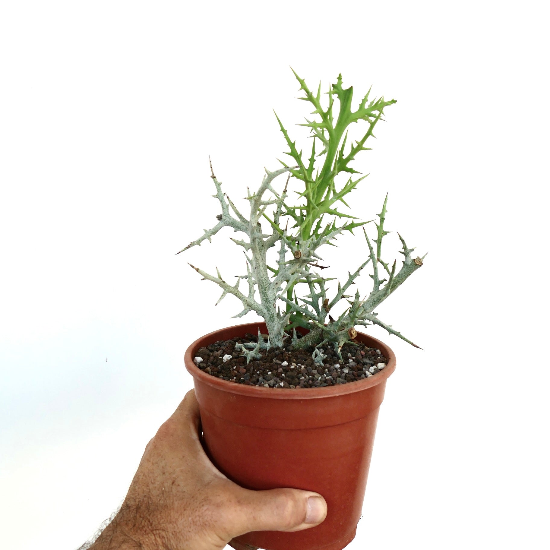 Euphorbia stenoclada in un piccolo vaso di plastica marrone, con rami spinosi grigi e un singolo germoglio verde che spunta, tenuta nella mano di una persona su sfondo bianco.