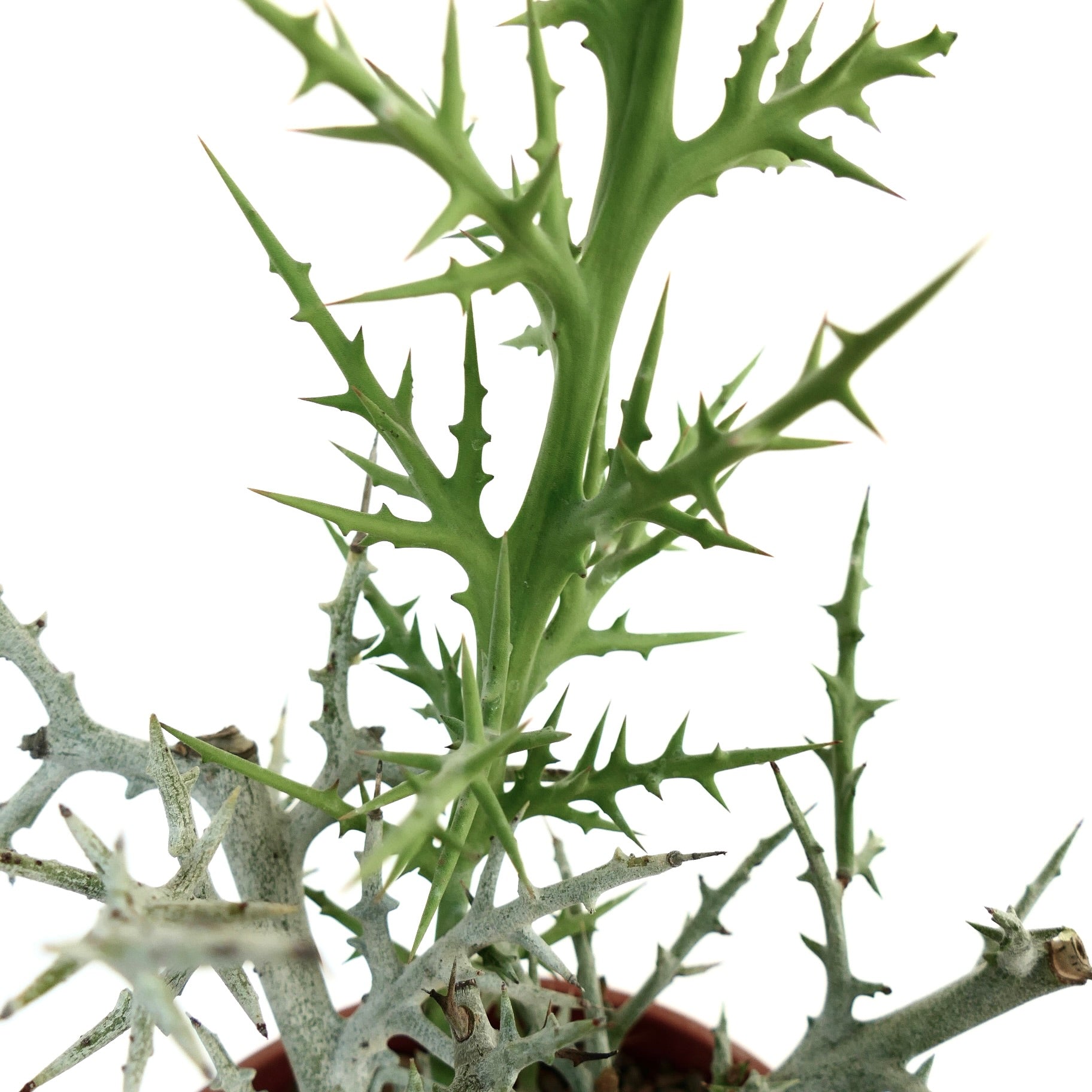 primo piano di Euphorbia stenoclada che evidenzia le sue spine grigie e appuntite e una nuova gemma fogliare verde che cresce verso l’alto.