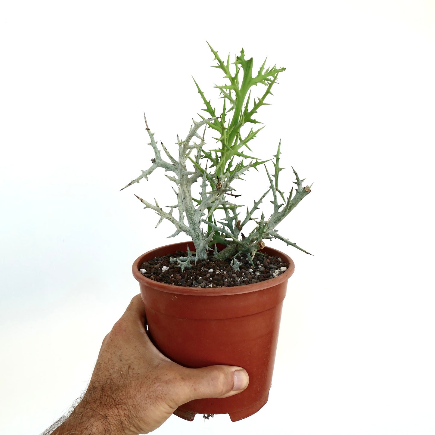 Euforbia stenoclada in vaso con fusti spinosi grigi e nuova crescita verde, esposta su uno sfondo bianco e tenuta in mano.