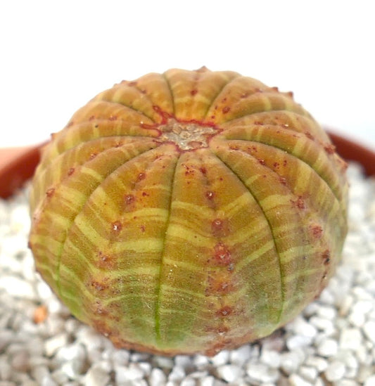Euphorbia symmetrica succulent with rounded ribbed body and small reddish spots