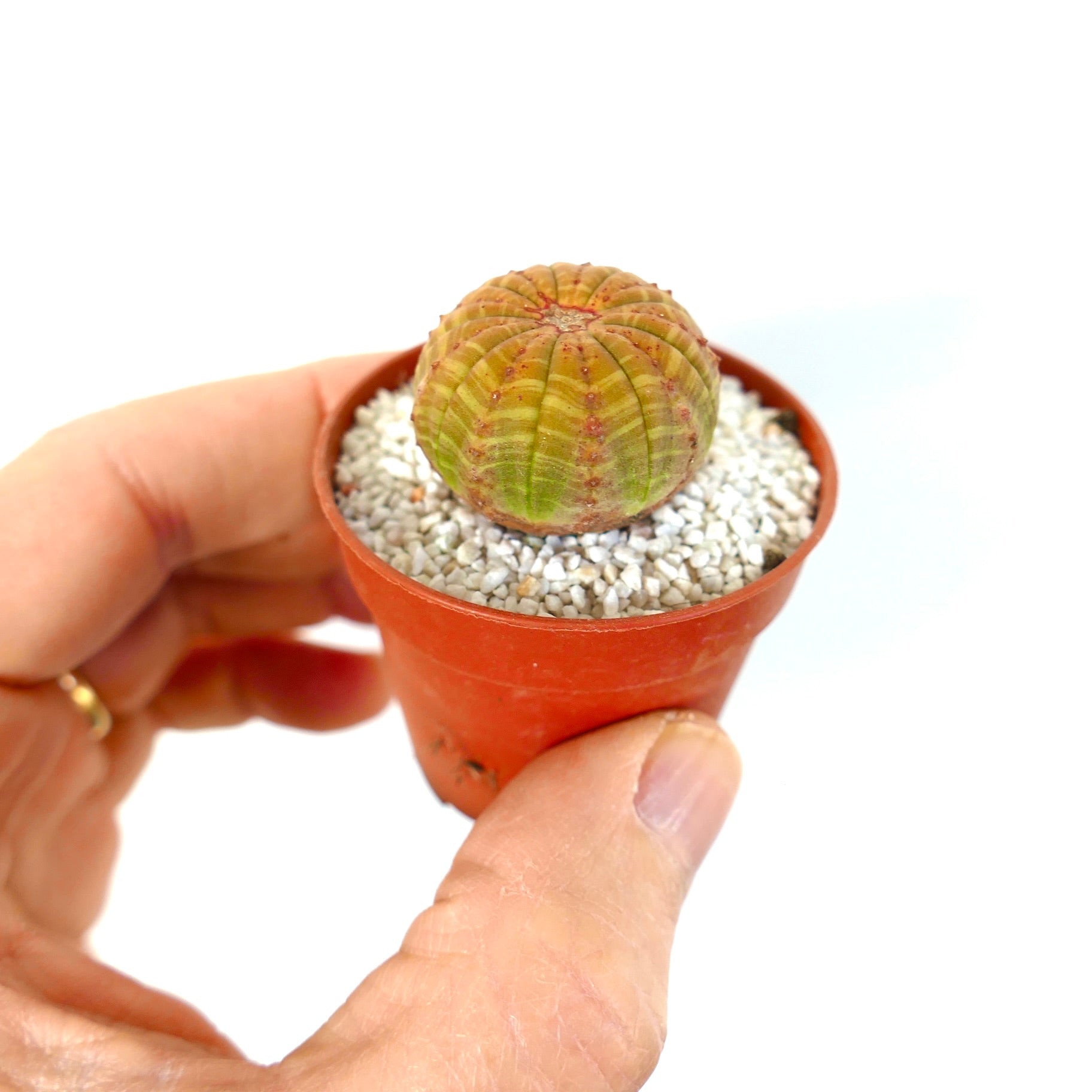 ยูโฟร์เบีย ซิมเมทริกา ไม้เลี้ยงในขนาดเล็กรูปทรงกลม มีผิวสัมผัสเส้นริ้วสีเขียวและน้ำตาล