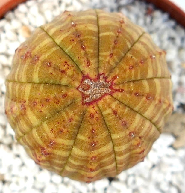 ยูโฟร์เบีย ซิมเมทริกา ต้นอวบน้ำที่มีลำตัวกลมมีซี่ลอนและตุ่มเล็กสีแดงอมชมพู