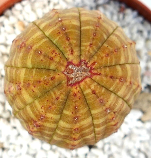 Euphorbia symmetrica succulent with rounded ribbed body and small reddish tubercles