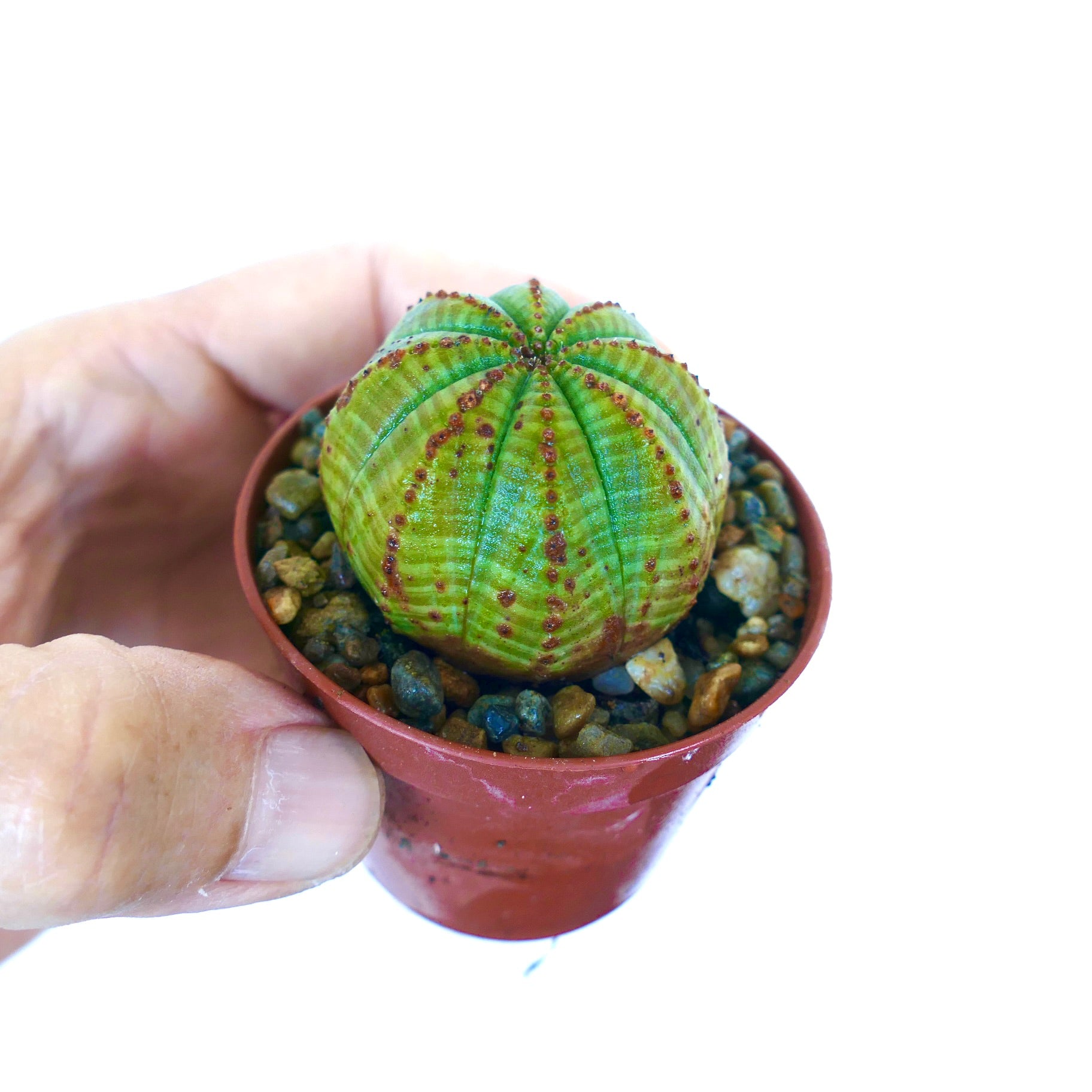 小さな鉢に入ったユーフォルビア・シンメトリカの緑色の品種で、球状の形をしており、はっきりとしたリブと赤みを帯びた点状のアレオールがあります。