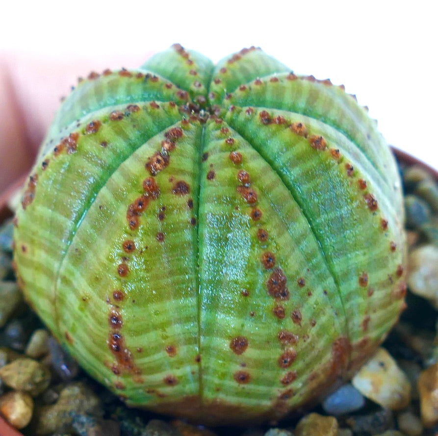 ゆ ユーフォルビア シンメトリカ Euphorbia 美株 レア 現品お届け】ユーフォルビア シンメトリカ Euphorbia Symmetrica