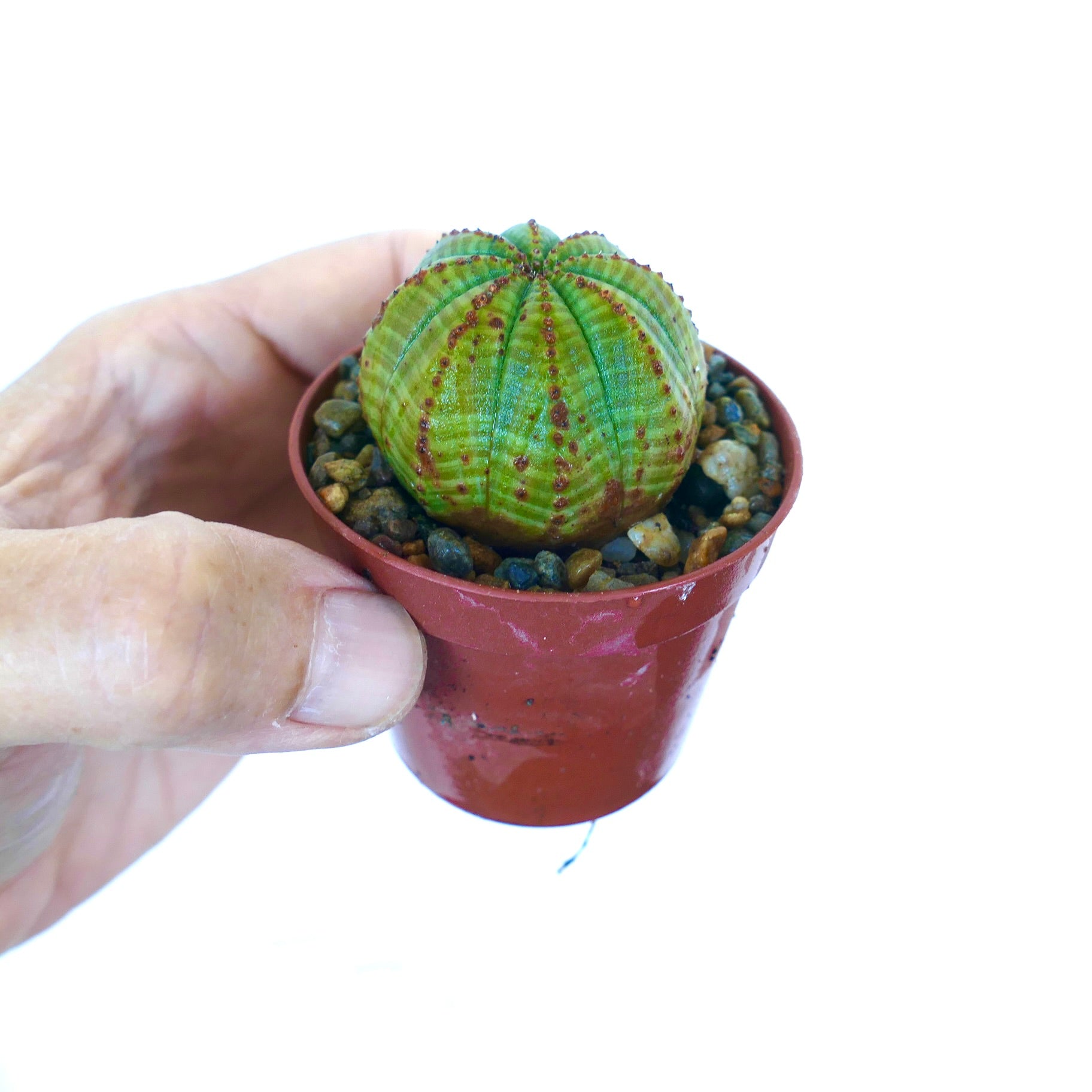 超厳選 ユーフォルビア シンメトリカ ユーフォルビア・シメトリカ | Botanical Archive | ユニークな