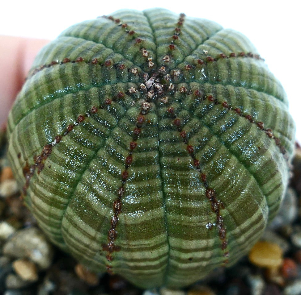 砂利の中で育つ、丸く肋骨のある緑色の体に沿って暗赤色の点状模様がリッジにあり、淡い水平の縞模様があるユーフォルビア・シンメトリカの上から見た様子。