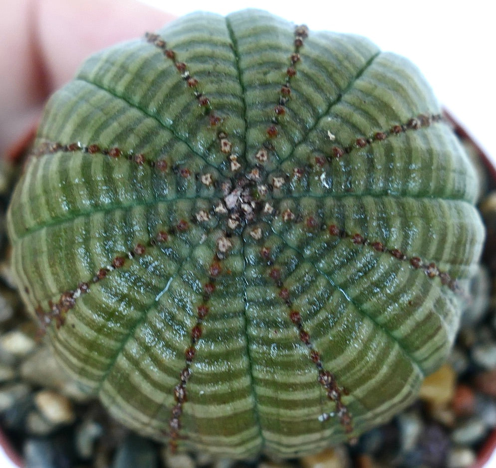 ユーフォルビア・シンメトリカのクローズアップ写真。上から見た対称的な肋骨模様、緑の縞模様の表面、小さな赤みがかった隆起の列が映っています。