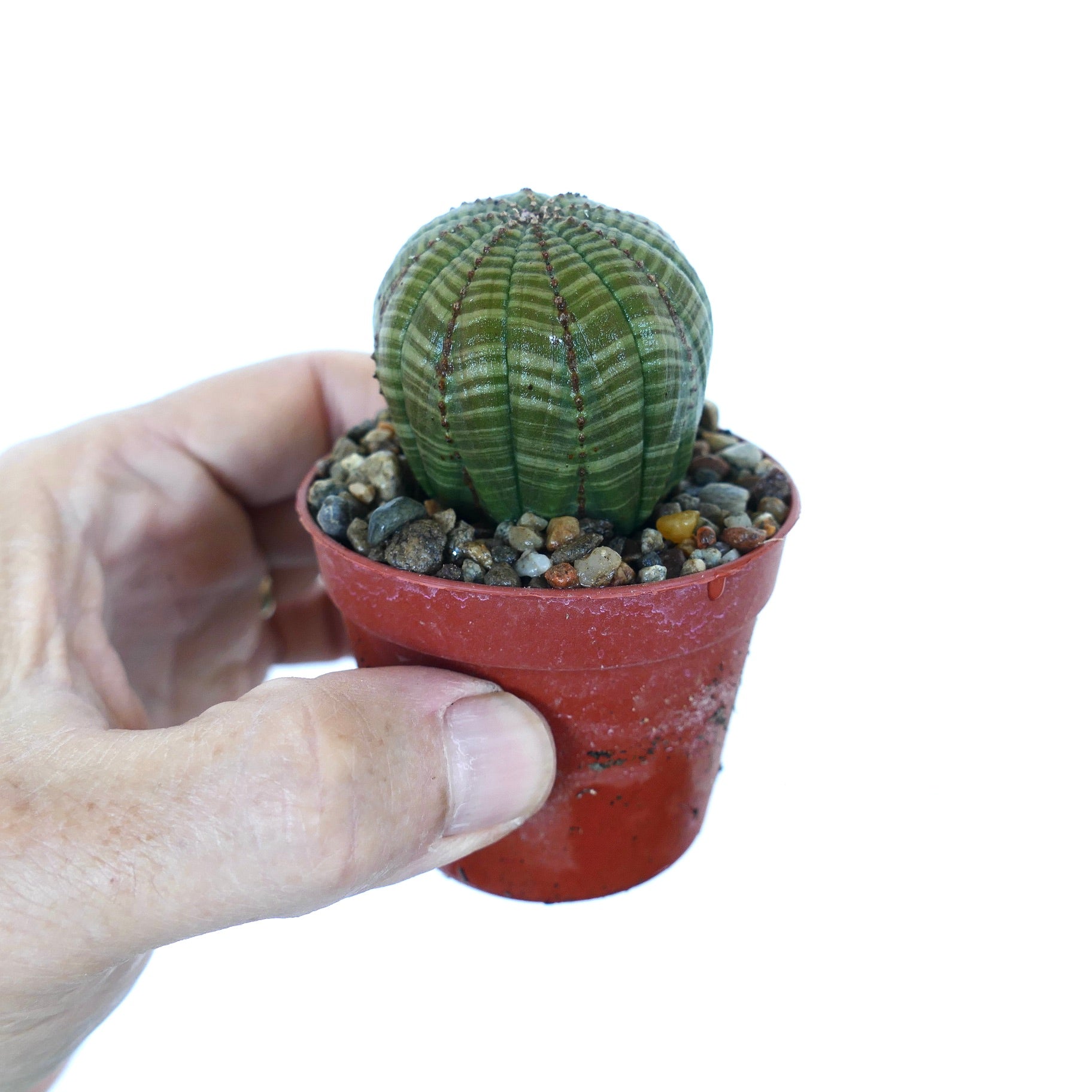 超厳選 ユーフォルビア シンメトリカ ユーフォルビア・シンメトリカ | Botanical Archive | あなたの