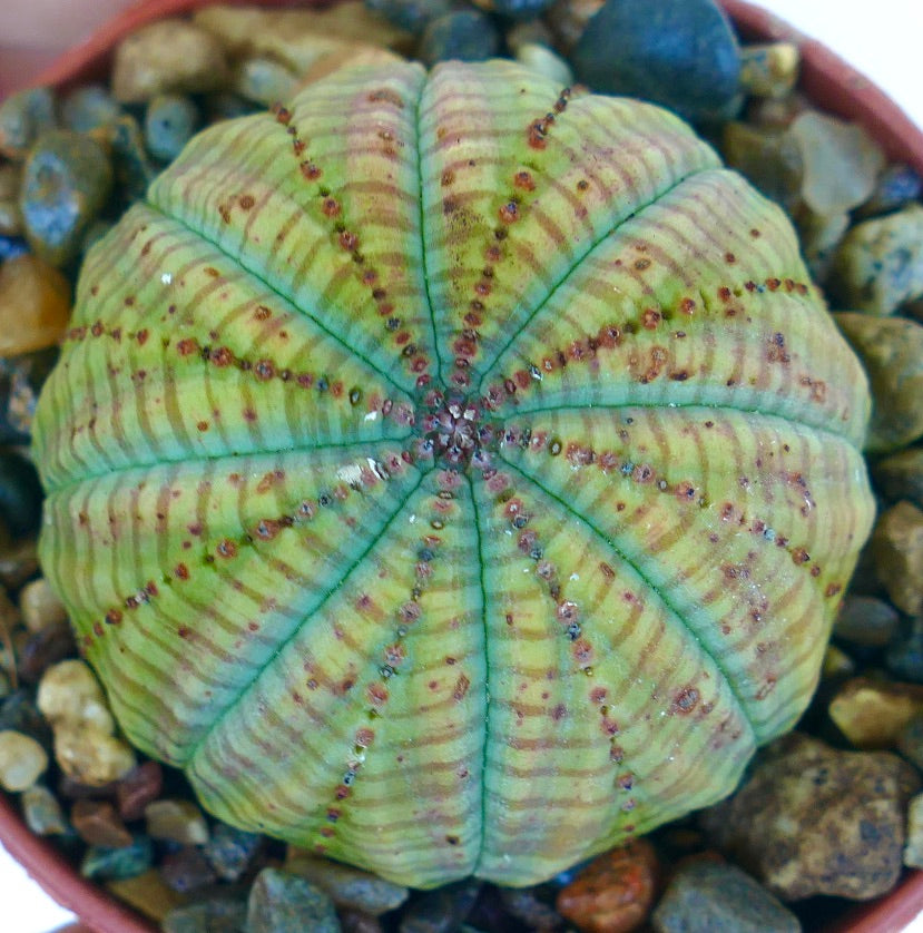 Euphorbia symmetrica GREEN succulent, top view showing its perfectly symmetrical ribbed body, light green skin with fine darker stripes, and small brown tubercles along each rib.