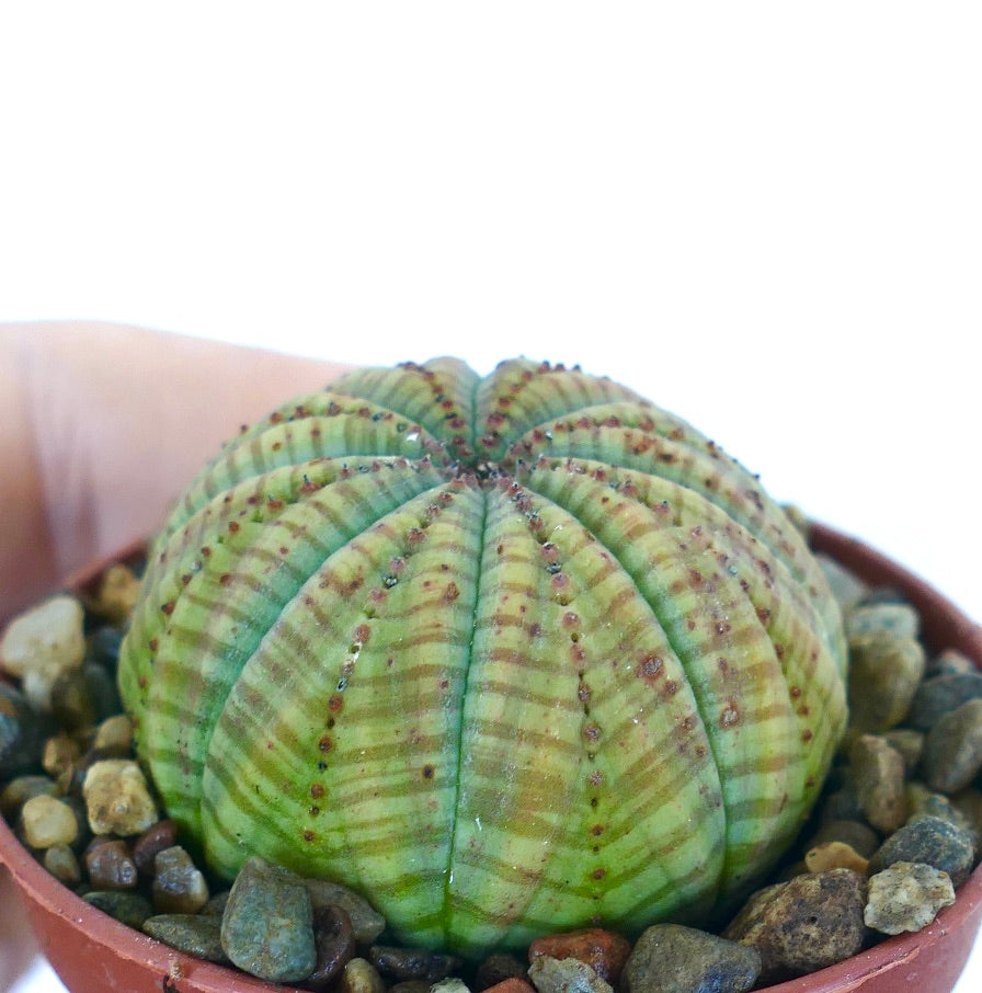Rare Euphorbia symmetrica GREEN cactus, side view highlighting its rounded shape, bright green ribbed pattern, and compact growth in a pot with pebbles.