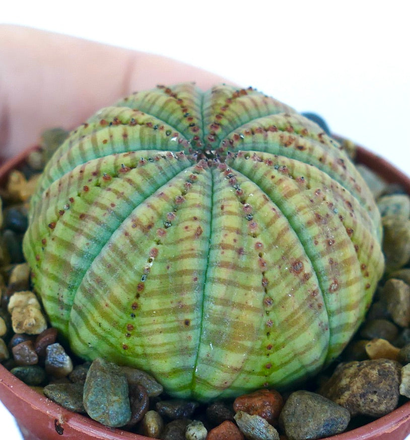 Collectible Euphorbia symmetrica GREEN succulent in a small pot, spherical with evenly spaced ribs, smooth green texture, and subtle striping.