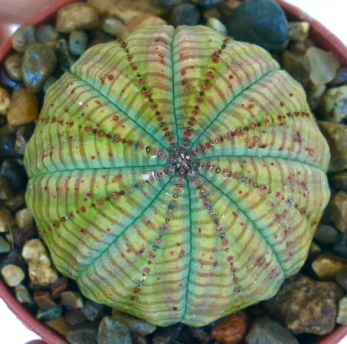 Euphorbia symmetrica GREEN hybrid, photographed from above, showcasing its radial symmetry, fresh green coloration, and dotted brown markings aligned with the ribs.