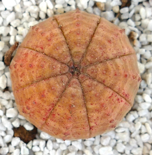 Euphorbia symmetrica round succulent with orange tones and small red spots on white gravel