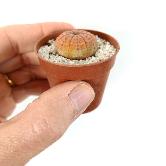 Euphorbia symmetrica small succulent with rounded segmented body and light orange tones in pot