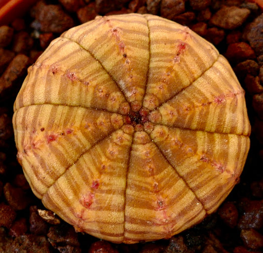 Euphorbia symmetrica Seltene Sukkulente mit rundlichem, segmentiertem Körper und dezenten orangefarbenen Nuancen