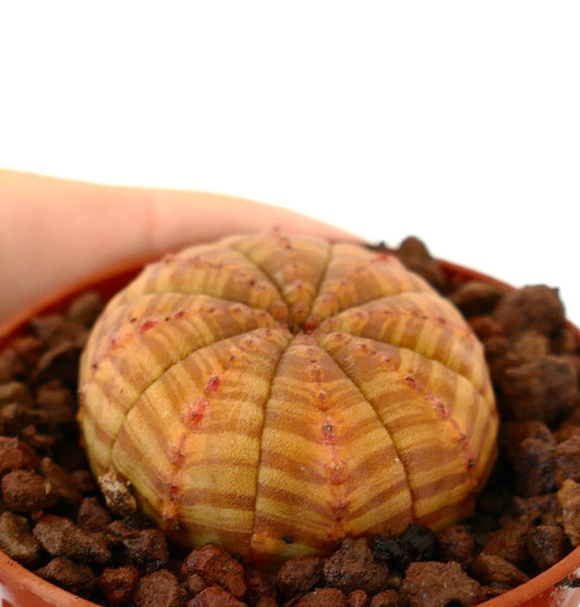 Euphorbia symmetrica Sukkulente mit rundem, geripptem Körper und hellorangefarbener Färbung im Topf