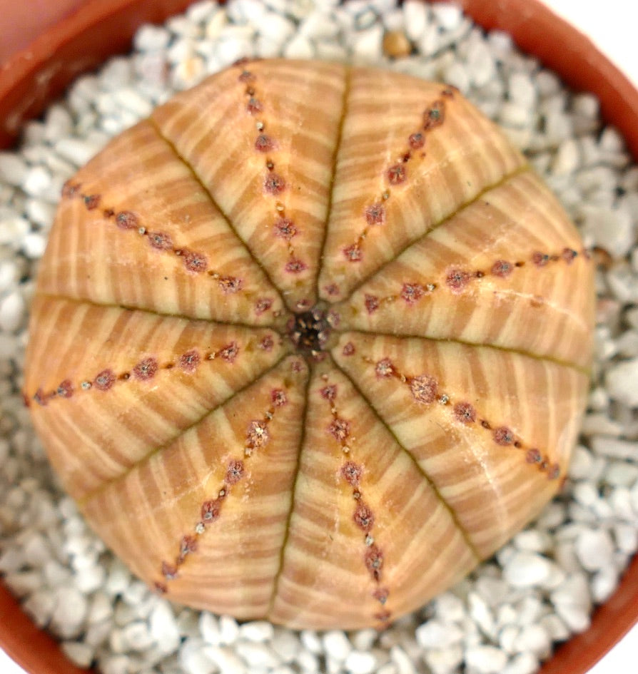 Euphorbia symmetrica LIGHT ORANGE