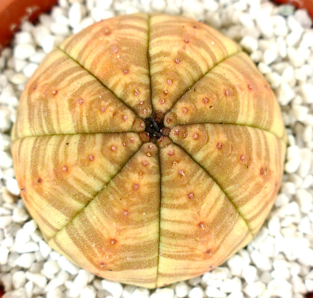 Euphorbia symmetrica LIGHT ORANGE