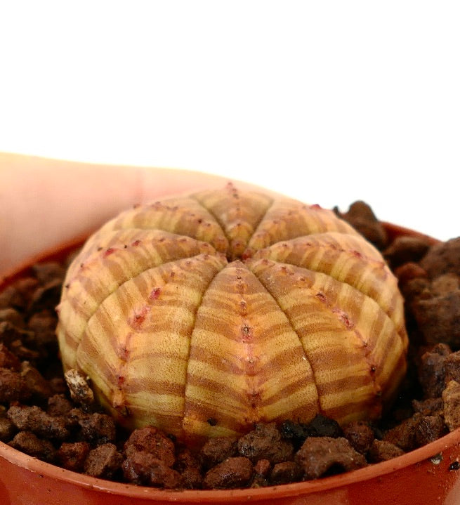 Euphorbia symmetrica succulent with rounded ribbed body and subtle orange hues in pot