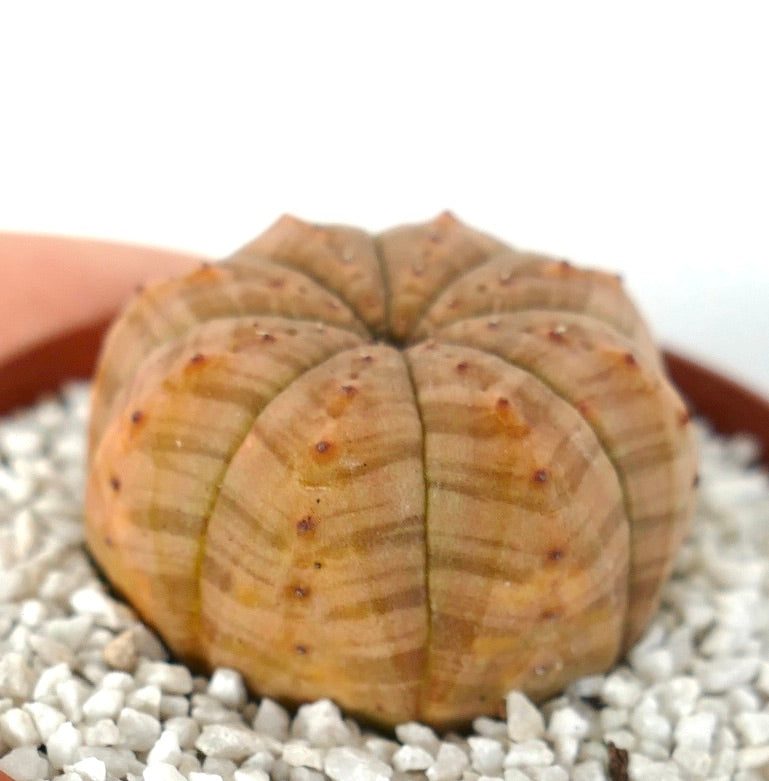 Euphorbia symmetrica suculenta pequeña y redondeada con textura acanalada y sutiles tonos pardos