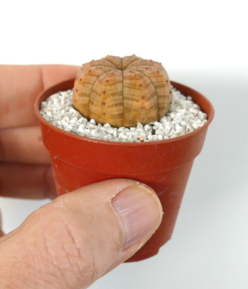 Euphorbia symmetrica suculenta pequeña con crestas redondeadas y sutiles tonos marrones en maceta