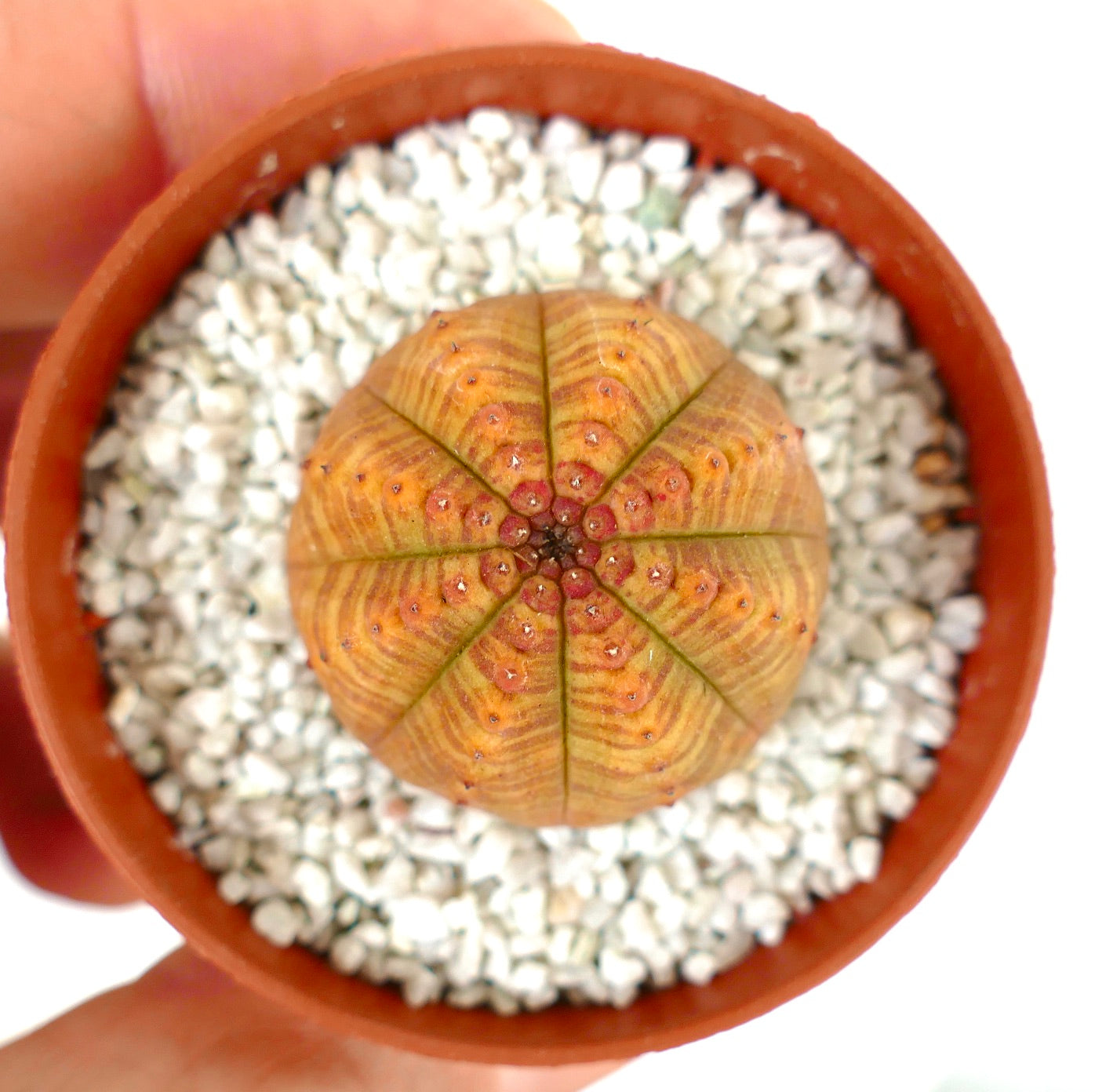 Euphorbia symmetrica ORANGE