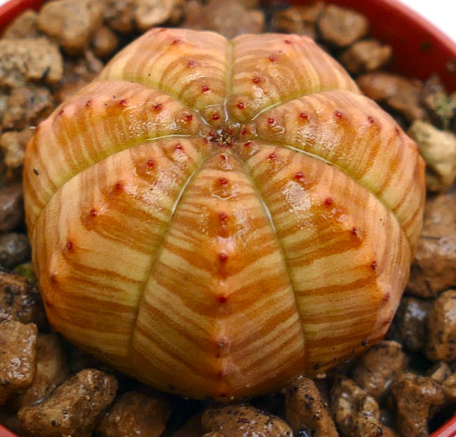 Euphorbia symmetrica succulente avec un corps arrondi côtelé et de petites pointes d'épines rouges