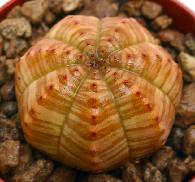 Euphorbia symmetrica, succulent rare avec un corps arrondi côtelé rayé orange et de petits tubercules rouges