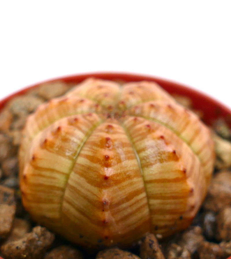 Succulente Euphorbia symmetrica avec un corps arrondi à côtes rayées orange et de petites épines