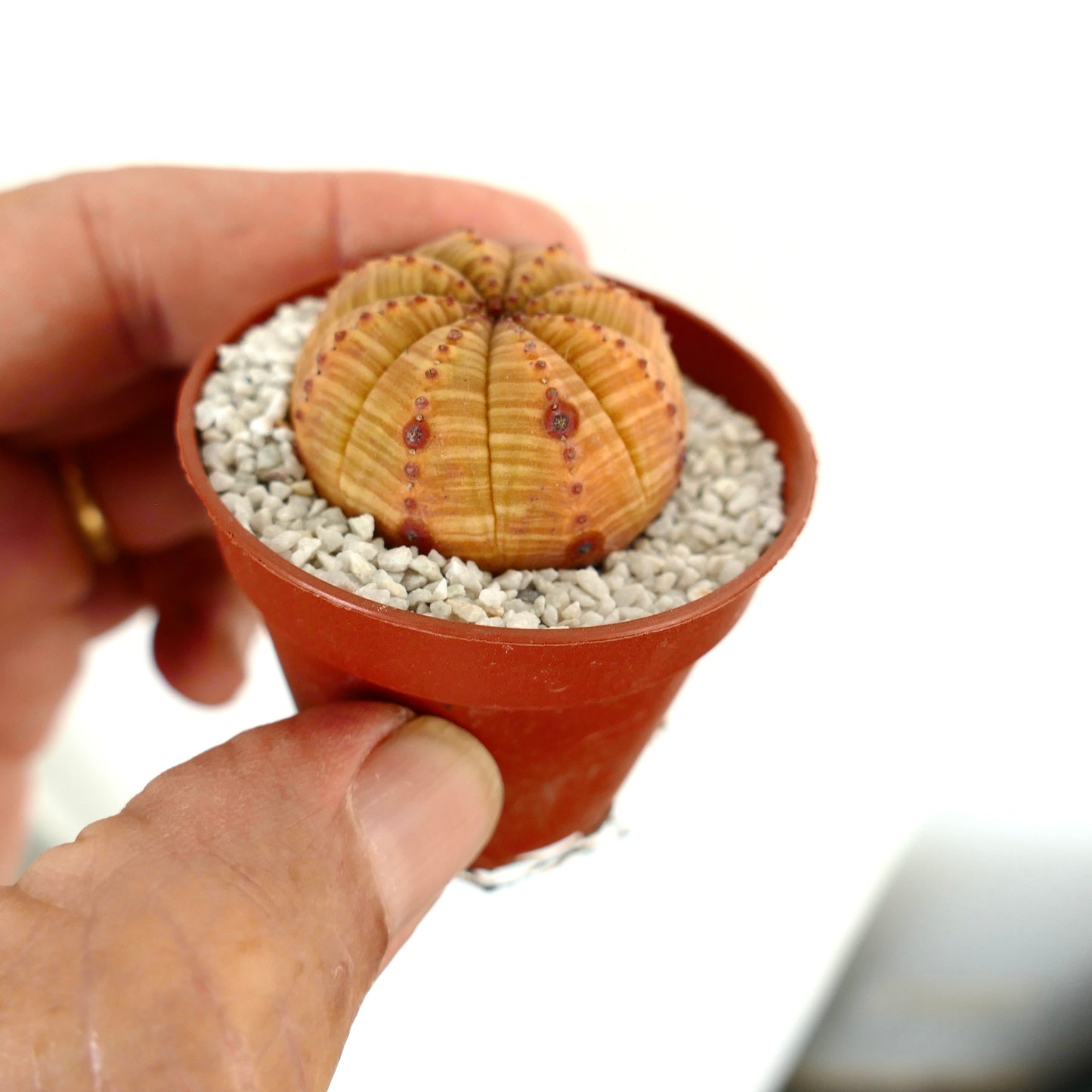 Euphorbia symmetrica ORANGE FORM