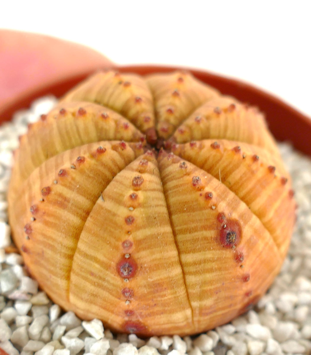 Euphorbia symmetrica ORANGE FORM