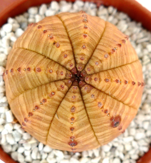 Euphorbia symmetrica ORANGE FORM