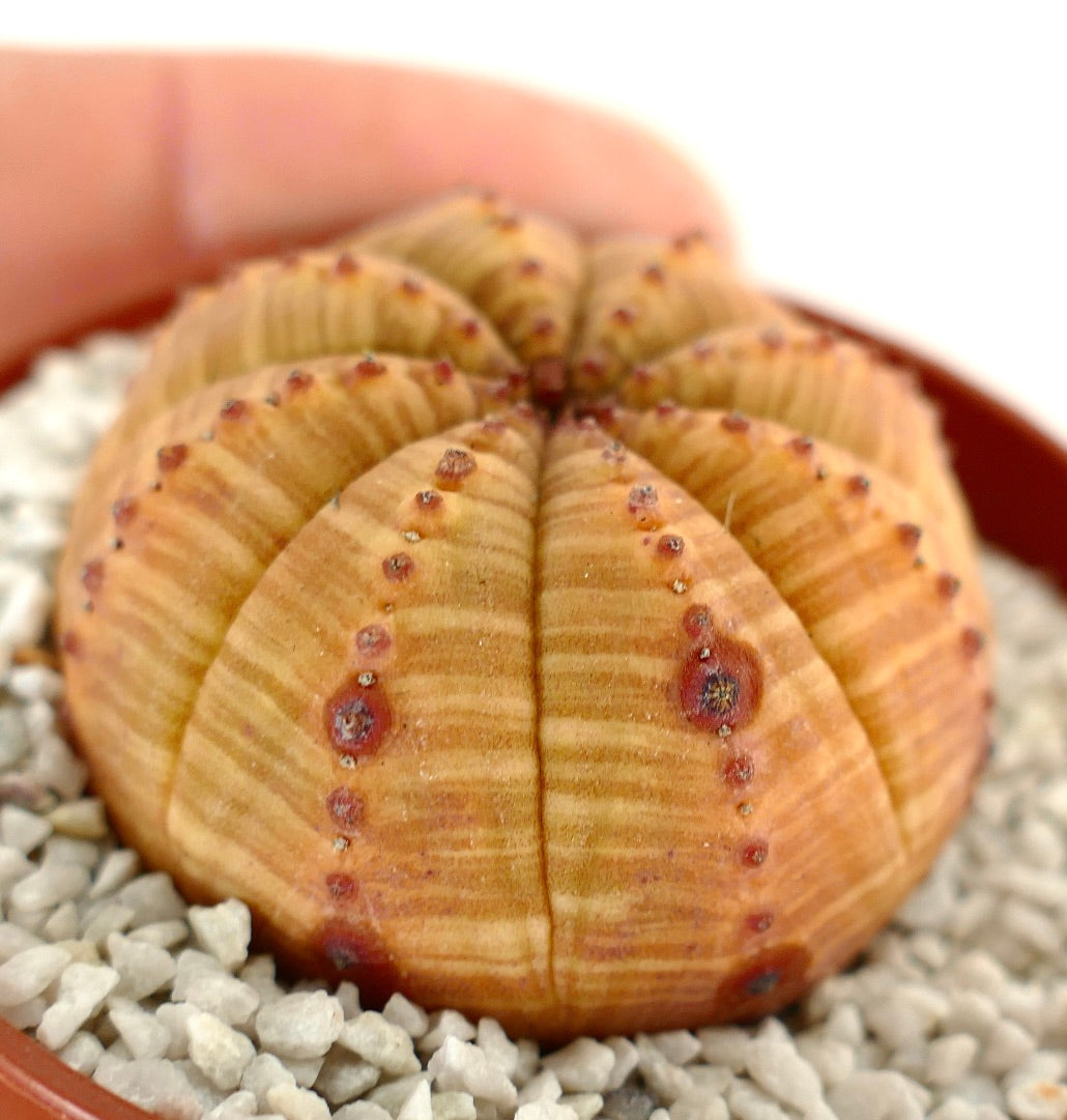 Euphorbia symmetrica ORANGE FORM