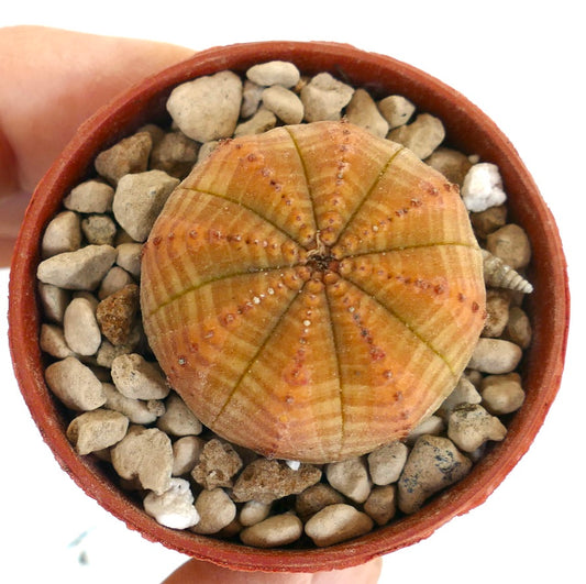 Euphorbia symmetrica rare succulent with ribbed orange-yellow rounded body and small tubercles