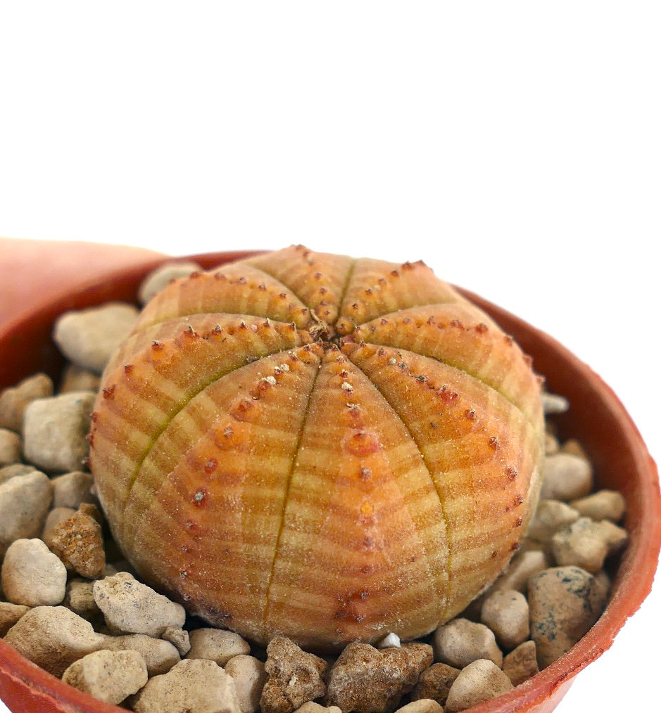Euphorbia symmetrica succulent with rounded ribbed body and small brown tubercles in pot