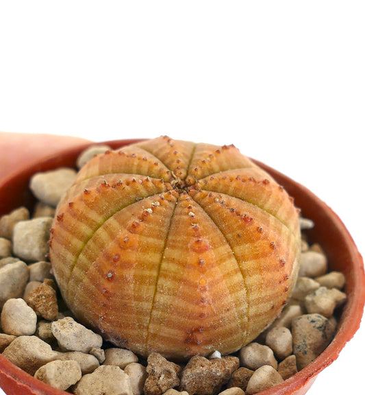 Euphorbia symmetrica succulent with rounded ribbed body and small brown tubercles in pot