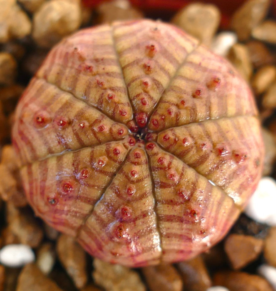 Euphorbia symmetrica succulent with rounded segments and red-tipped tubercles on textured surface