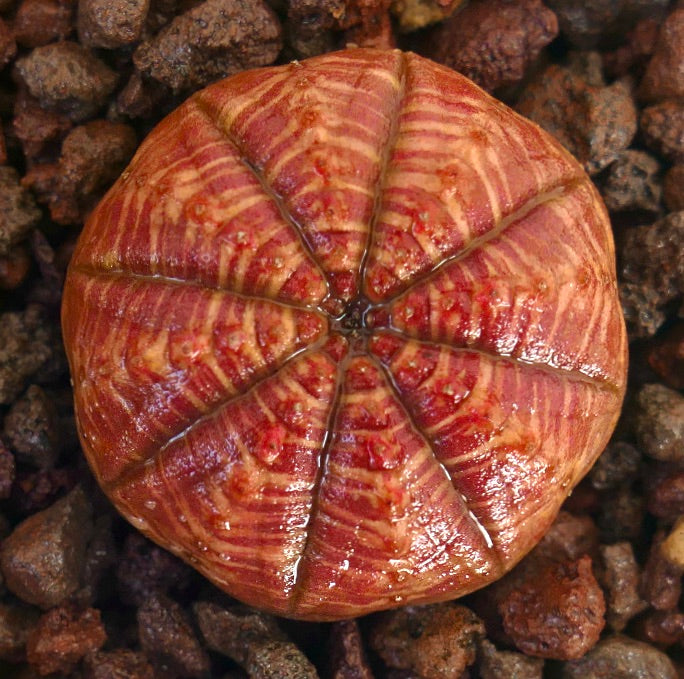 Succulente Euphorbia symmetrica au corps arrondi à motifs rouges et texture nervurée