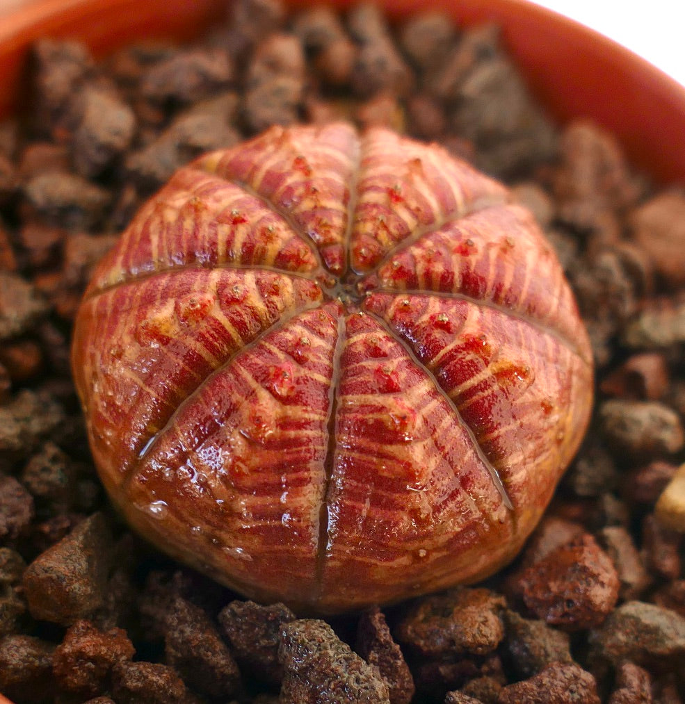 Euphorbia symmetrica petite succulente avec un corps arrondi côtelé et un motif rayé rouge