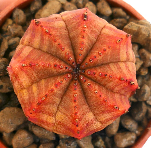 ゆ ユーフォルビア シンメトリカ Euphorbia 美株 レア 楽天市場】（多肉植物）ユーフォルビア シンメトリカ 雌株 3号