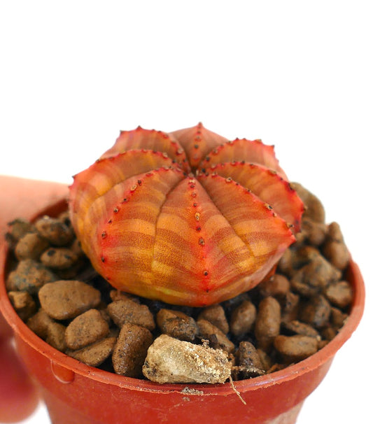 Euphorbia symmetrica small succulent with ribbed orange-red body and tiny spines