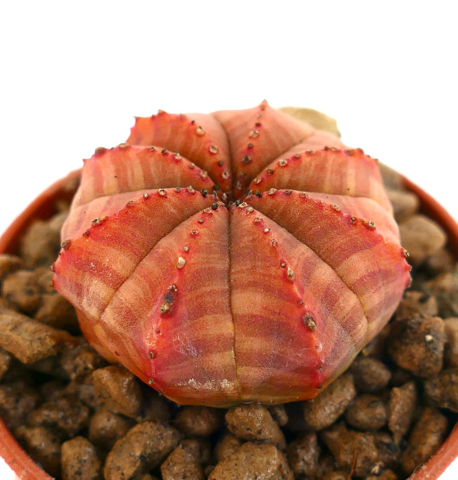 ユーフォルビア・シンメトリカ | Botanical Archive | ユニークな多肉