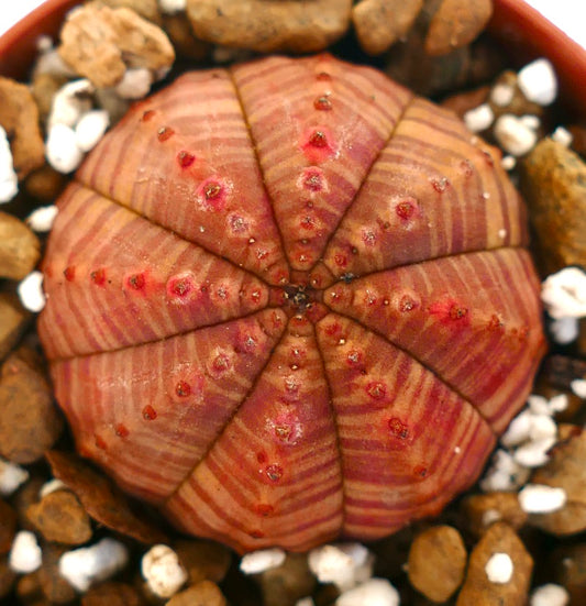 Euphorbia symmetrica succulent with rounded ribbed body and red striped pattern