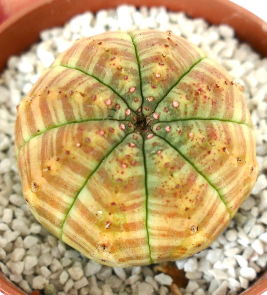 Euphorbia symmetrica STRIATA ORANGE