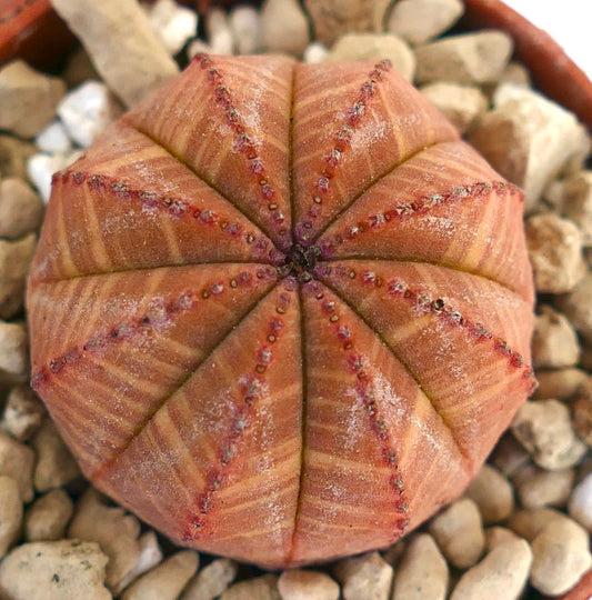 Euphorbia symmetrica succulent with rounded ribbed structure and red-orange striped pattern
