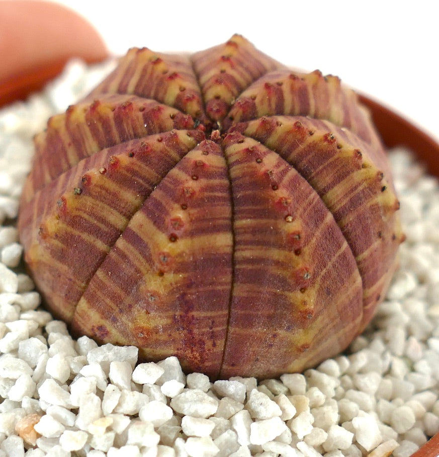 ユーフォルビア・シンメトリカ コレクション | 豊富な標本