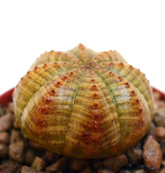 Euphorbia symmetrica succulent with rounded ribbed structure and small reddish tubercles