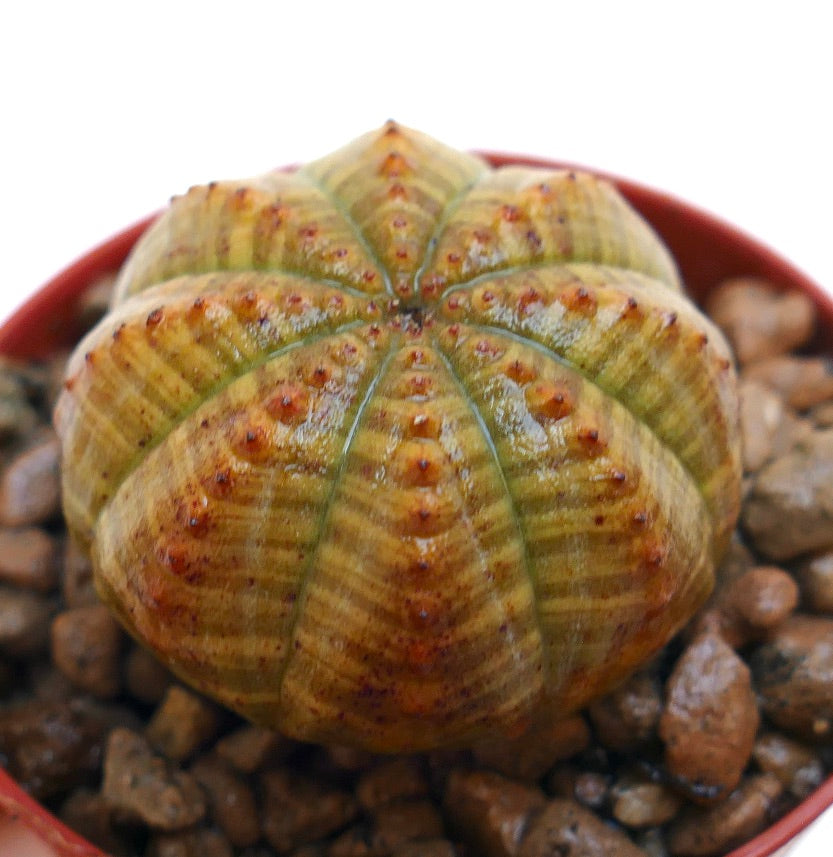 عرق السُّرْطَانَة المتناسقة العصارية مع حواف مستديرة ونتوءات صغيرة برتقالية-بنية في إناء